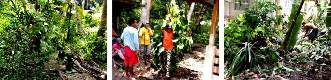 Images of preparation to build a wall along boundary of
        tropical backyard