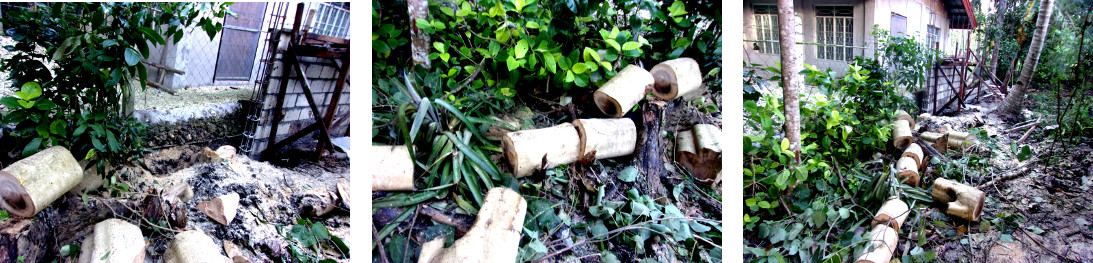 Images of construction of wall
            along tropical backyard boundary