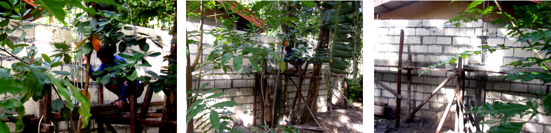 Image of construction of a
            tropical backyard boundary wall