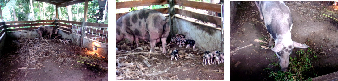 Images of tropical backyard sow with piglets