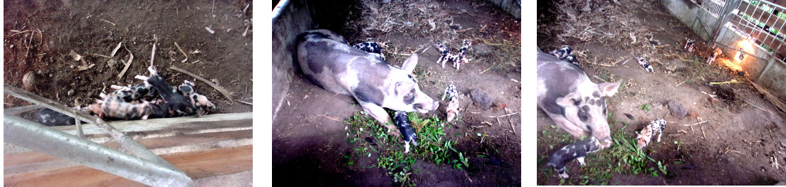 Images of tropical backyard sow and piglets