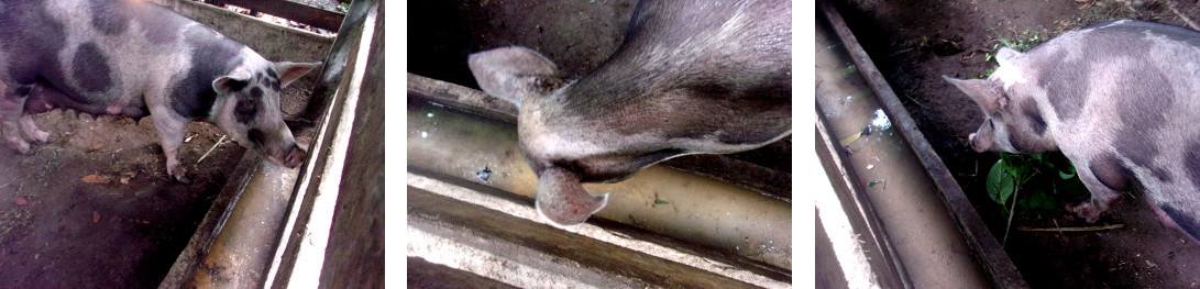 Images of tropical backyard sow
        eating