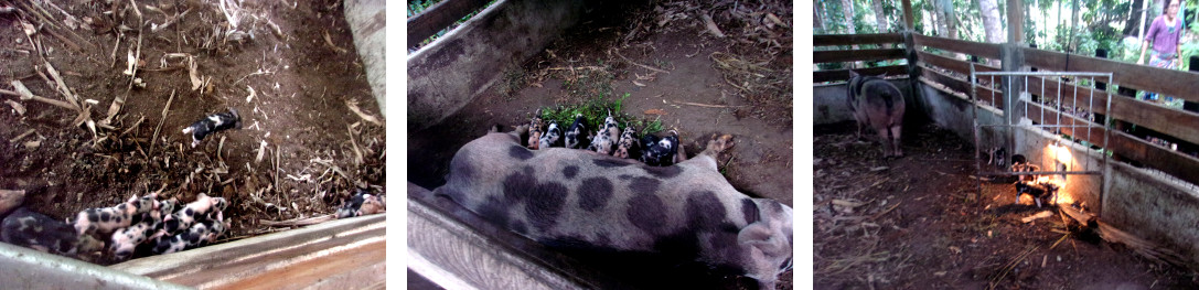 Images of tropical backyard sow and piglets