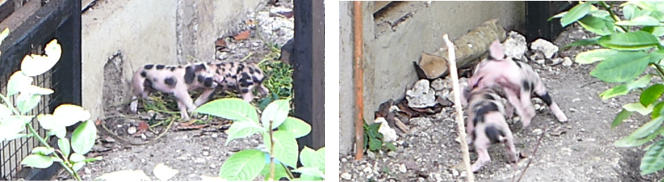 Imagws of 0ne week old tropical
        backyard piglets playing