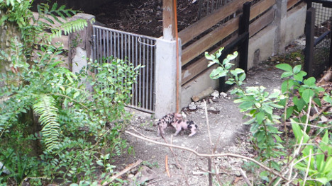 Images of one week old tropical backyard piglets playing
        outside their pen