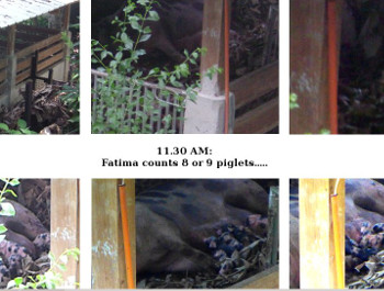Visual Link to "Brownie's Third Farrowing"
            web page