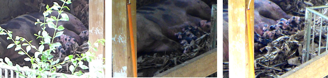 Images of tropical backyard sow farrowing