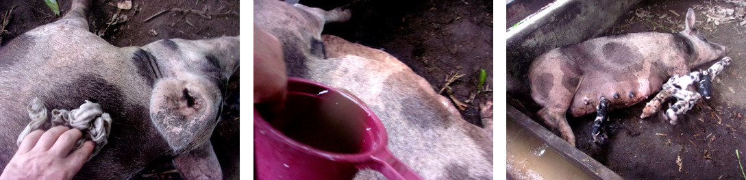 Images of over-heated sow being cooled down with
              water