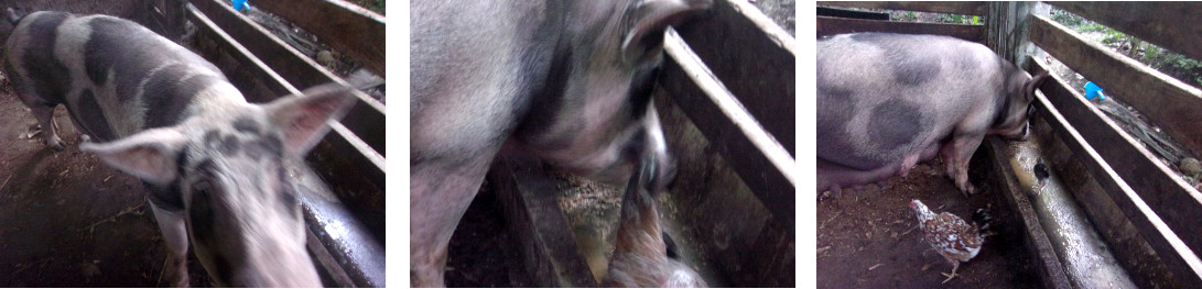 Images of newly farrowed tropical
            backyard sow eating breakfast