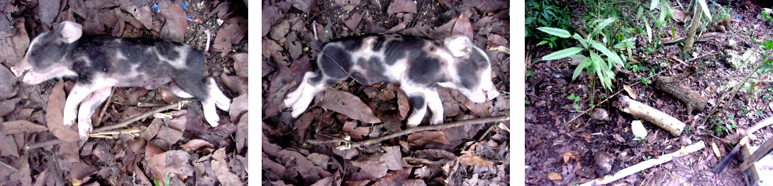 Images of dead piglet crushed
                by tropical backyard sow