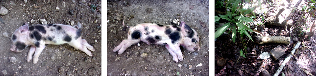 Images of dead piglet