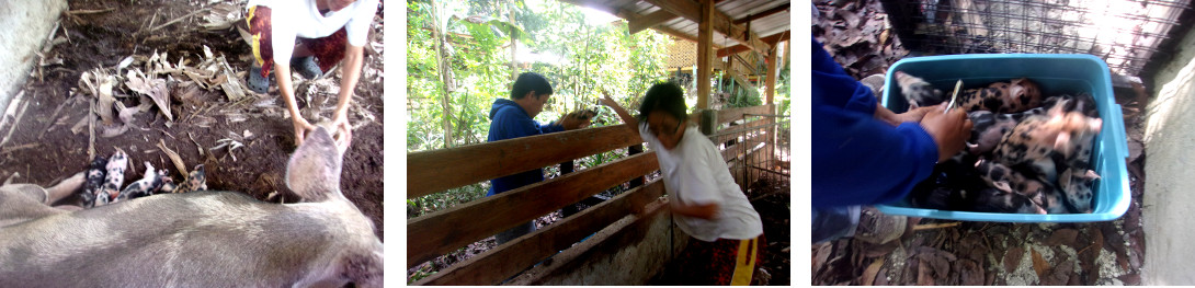 Images of animal technician
                collecting tropical backyard piglets before trimming
                their teeth