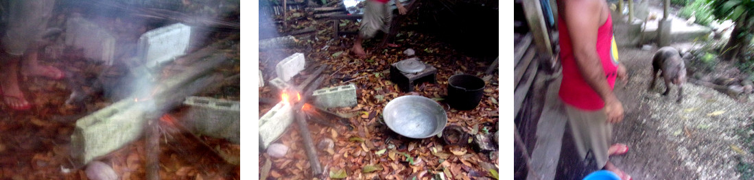 Images of preparations to slaughter a
        tropical backyard piglet