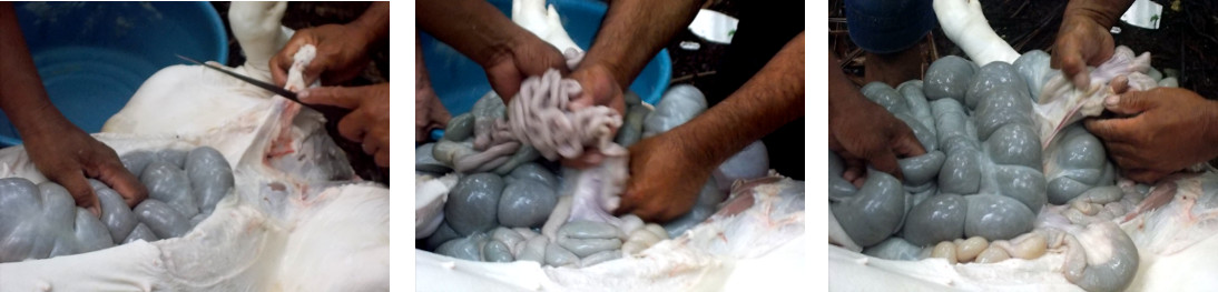 Removing the intestines from a recently slaughtered
        tropical backyard pig