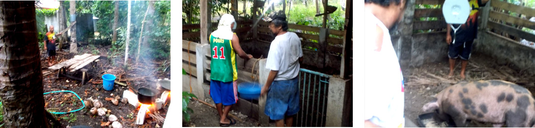 Imagws of men preparing to slaughter a tropical backyard
        pig