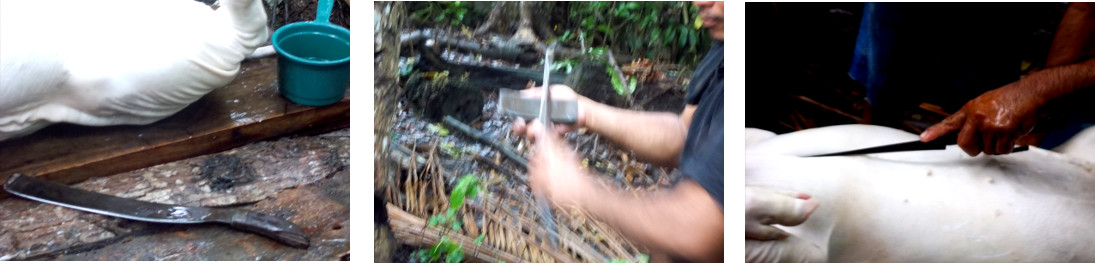 Knives are sharpened before butchering a tropical
        backyard pig's carcass