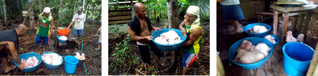 Images of meat being put away after slaughtering a
        tropical backyard pig