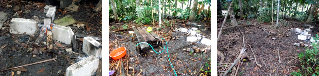 Images of tropical backyard after butchering a pig