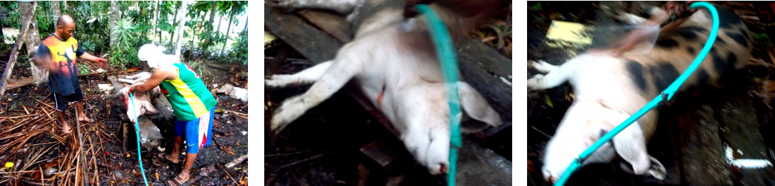 Images of slaughtered tropical backyard pig being
        washed