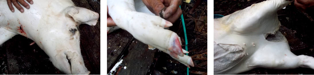 tropical backyard boar carcas is shaved before
        butchering