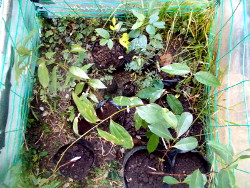 Image of unpacked plants after being sent as
                  air freight