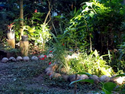 Image of evening sun in a tropical backyard