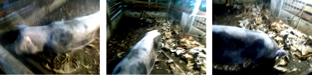 Imagws of tropical backyard sow getting ready to
          farrow