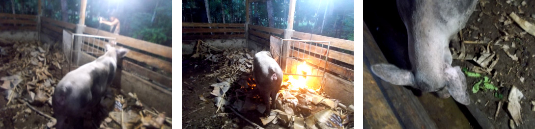 Imags of tropical backyard sow preparing to farrow