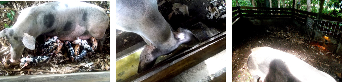 Imags of tropical backyard sow with piglets