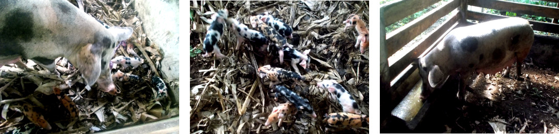 Images of tropical backyard sow with
          newly born piglets