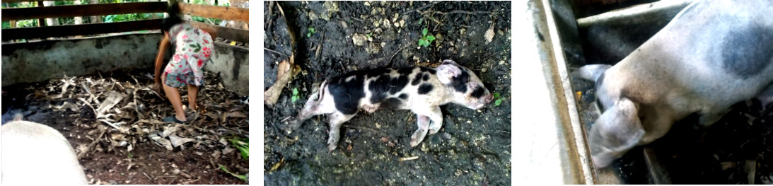 Images of collecting a dead piglet
          from the pen of a newly farrowed tropical backyard sow