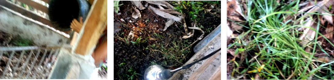 Images of woman putting soil and grass into tropical
          backyard pig pen with sow and piglets