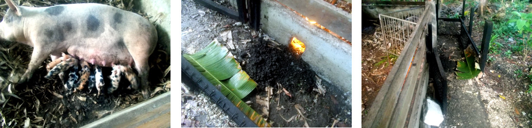 Images of tropical backyard sow
          suckling newborn piglets