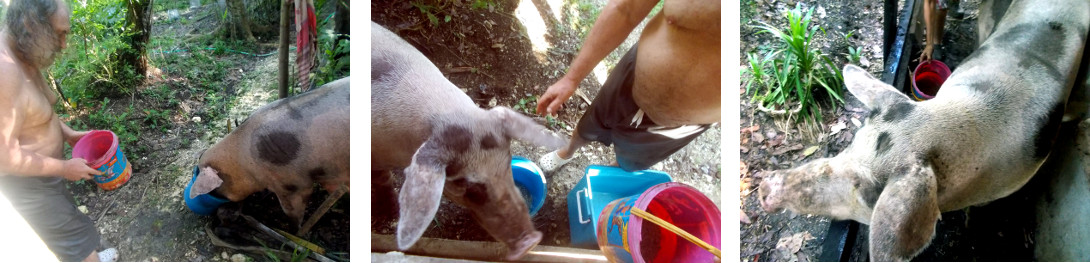 Imags of tropical backyard sow roaming loose in
          garden