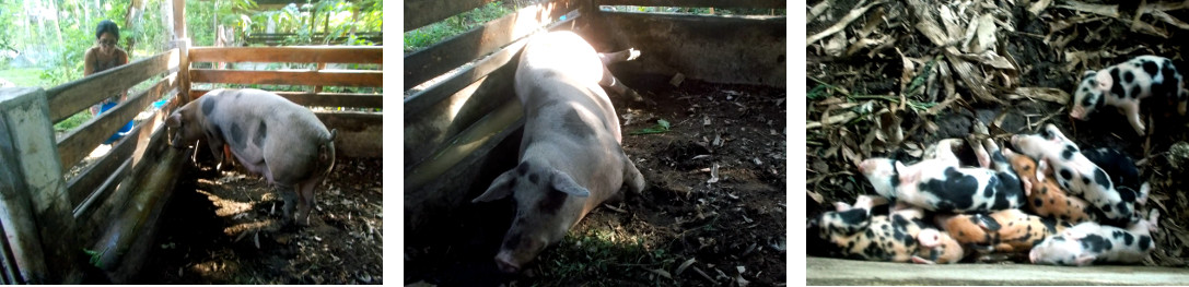 Images of tropical backyard sow in
          pen with newly born piglets