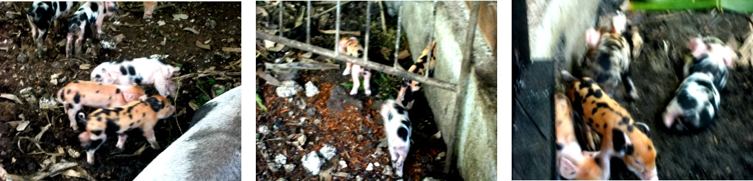 Images of newly born tropical backyard piglets