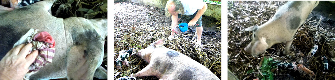 Images of recently farrowed tropical backyard sow
          being sponged down against post-natal fever