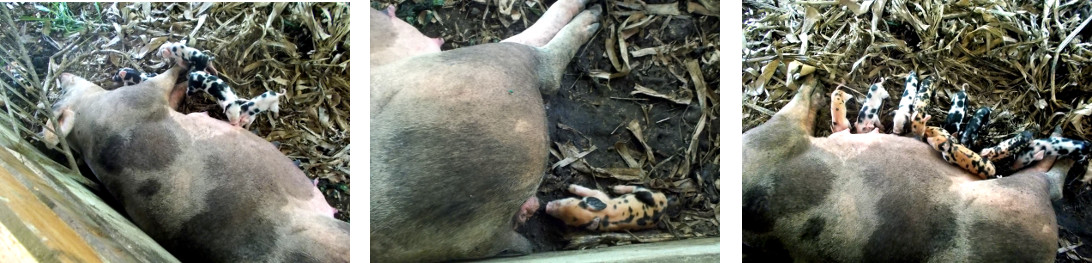 Images of still weak tropical backyard
          sow suckling newborn piglets
