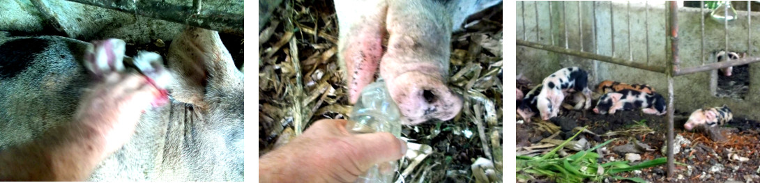 Imags of weak, recently farrowed,
          tropical backyard sow being sponged and drinking water