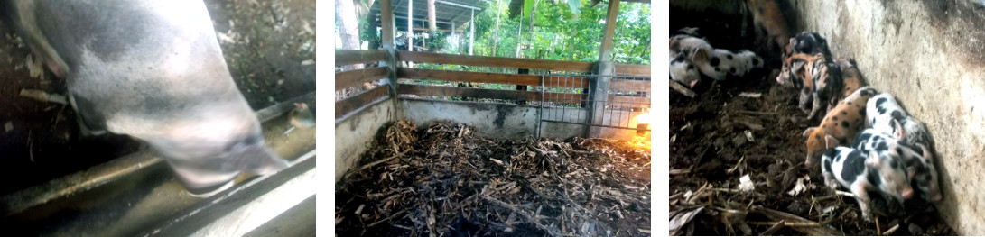 Imags of two day old tropical backyard
        piglets hidden in pen