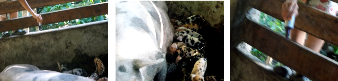 Images of iron supplimant being
        applied to teats of suckling sow