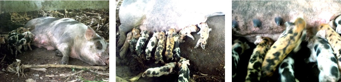 Images of tropical backyard sow
        suckling two day old piglets