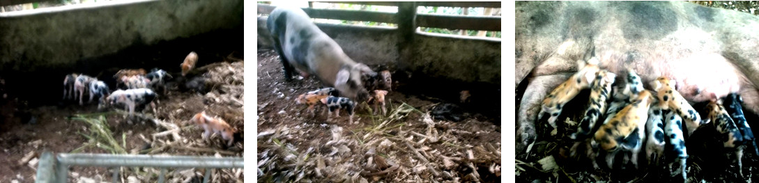 Images of tropical
                    backyard sow suckling her three day old litter