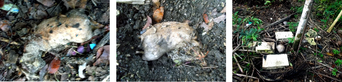 Images of rotting piglet cadaver found
        several days after farrowing in a topical backyard pen