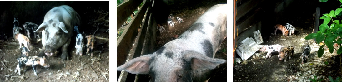 Images of active tropical backyard piglets with
                mother