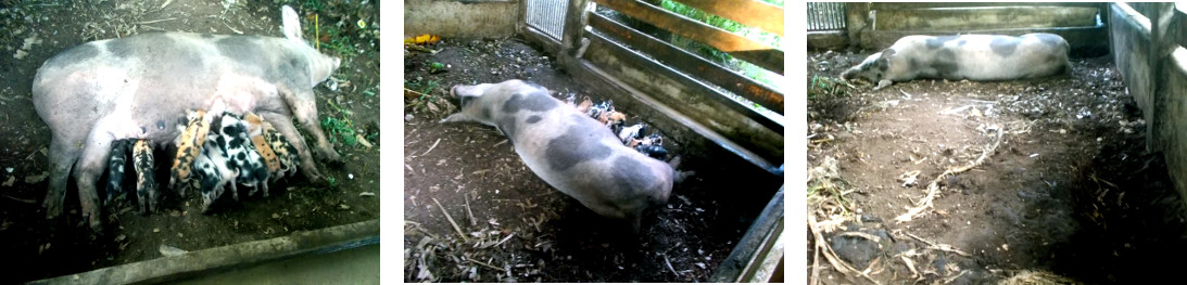 Imags of tropical backyard sow suckling piglets