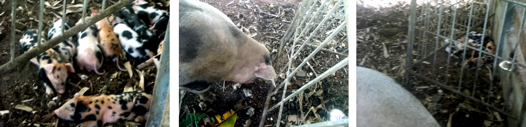 Images of tropical backyard piglets snoozing
                while mother forages