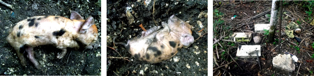 Imagws of a dead tropical backyard
        piglet