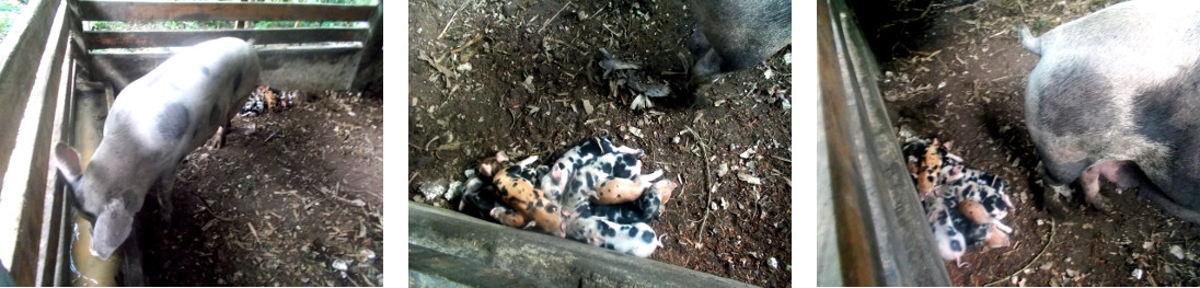 Imags of tropical backyard piglets sleeping
                while mother feeds