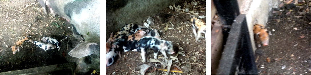 Images of 5 day old tropical backyard
                piglets waking up
